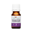 Aceite Esencial de Eucalipto globulus