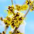 Hamamelis