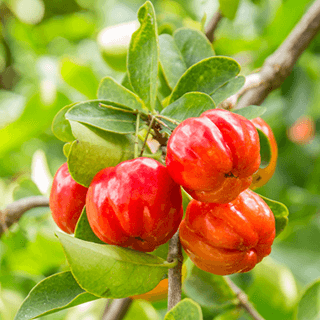 Acerola