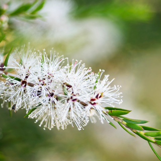 Árbol del Té (Tea tree)