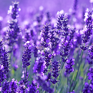 Lavanda verdadera