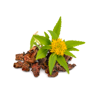 Rhodiola
