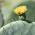 Nopal