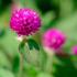 Gomphrena