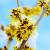 Hamamelis