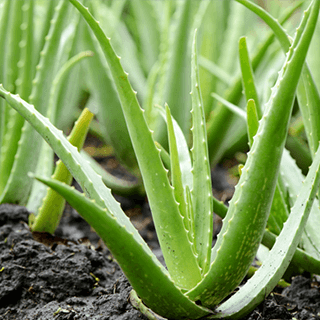 bogenhanf samen Sansevieria fernwood mikado (Bogenhanf) (XS)