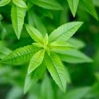 Verbena exótica