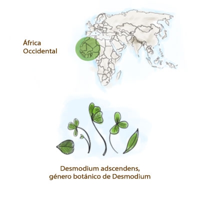 desmodium1