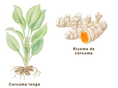 Ilustración de la cúrcuma