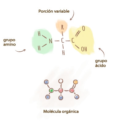 Origine-acides-amines