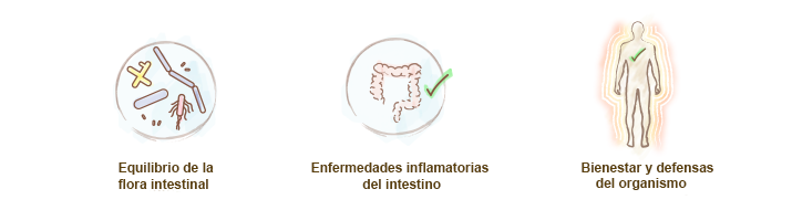 propiedades-fermentos-lacticos