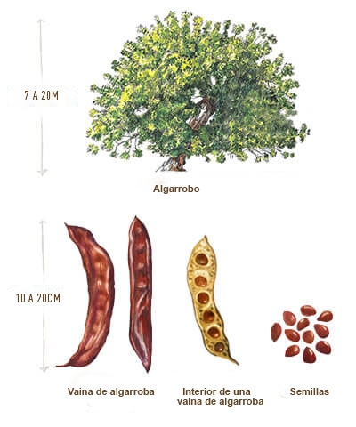 Ilustración algarroba