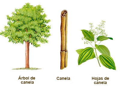 ilustración canela