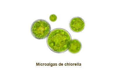 ilustración chlorella