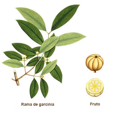 ilustracion garcinia 