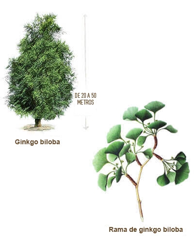 ilustracion ginkgo biloba