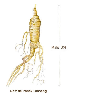 illustration ginseng