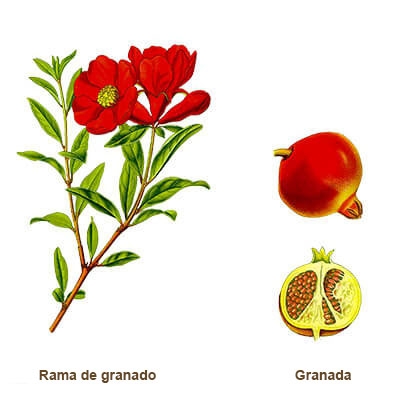 ilustracion granada