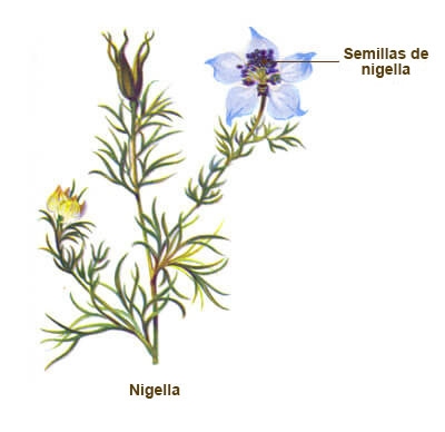 ilustracion nigella