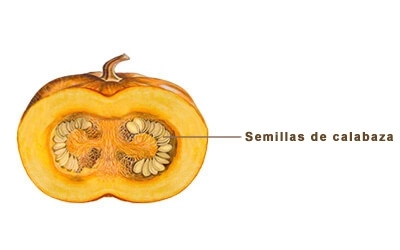 Ilustración calabaza y sus semillas