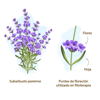 Qué es la Lavanda verdadera? Origen, beneficios y posología | Dieti Natura