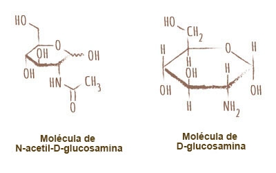 molecula chitosan
